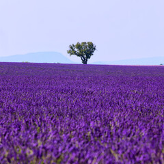 Obraz premium Champ de lavande en fleur sur le plateau de Valensole en Provence