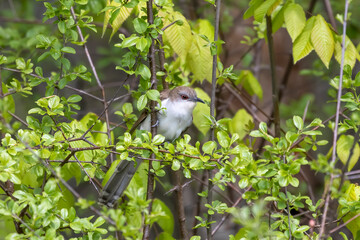 The black-billed cuckoo is hiding in  branches