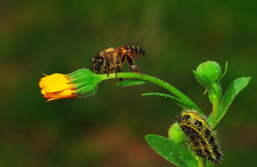 Beautiful  Bee macro in green nature 