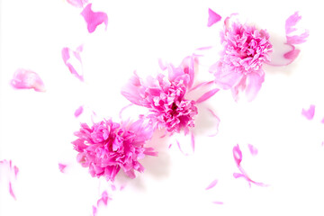 Fototapeta na wymiar Flowers and milk. Bath Pink peony flower in milk. The concept of tender beauty, purity, freshness, naturalness.