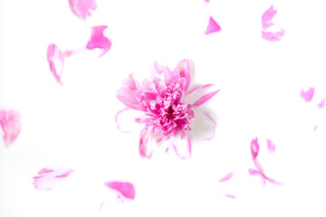 Plakat Flowers and milk. Bath Pink peony flower in milk. The concept of tender beauty, purity, freshness, naturalness.