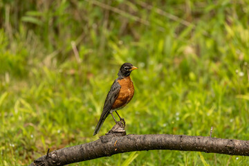 American robin brings worms and earthworms to the young