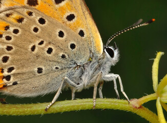 Closeup beautiful butterfly sitting on the flower in a summer garden