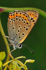 Closeup beautiful butterfly sitting on the flower in a summer garden