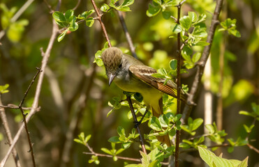 Great crested flycatcher on the state park
