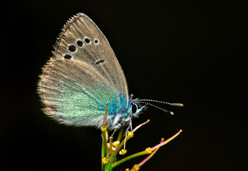 Closeup beautiful butterfly sitting on the flower in a summer garden