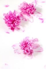 Flowers and milk. Bath Pink peony flower in milk. The concept of tender beauty, purity, freshness, naturalness.