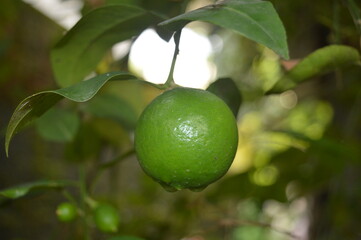 lemon on tree