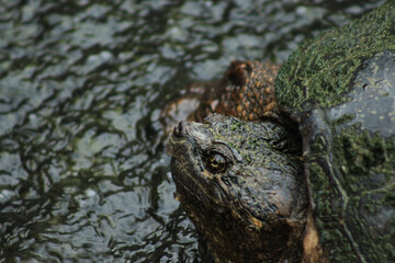 Close Up Shot of Snapping Turtle