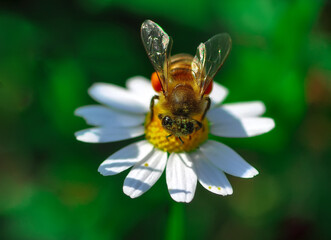 Beautiful  Bee macro in green nature 