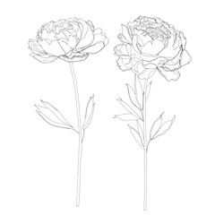 Two stemmed Peonies Floral Vectors - White background