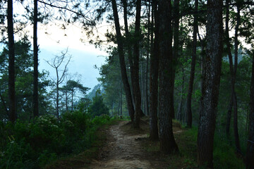 Obraz premium path in the forest