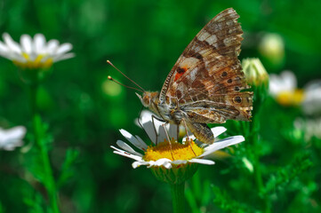 Closeup beautiful butterfly sitting on the flower in a summer garden