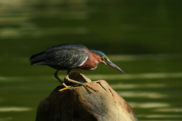 Green Heron Looking at Fish