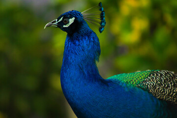 Obraz premium Male Peacock Displaying Head Feathers