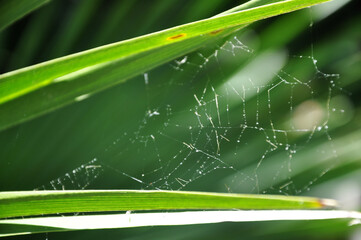 Spider Web on the Grass