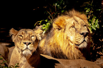 Obraz na płótnie Canvas Two liones resting in the sun