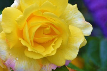 yellow rose flower