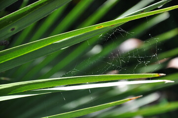 Spider Web