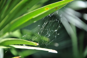 Spider Web on the Grass