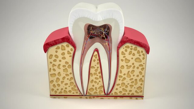 Human tooth cross-section (3d model)