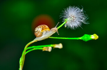 Close up  beautiful Snail in the garden