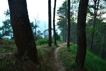 path in the woods