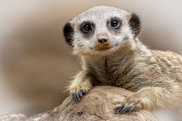 Fototapeta premium Meerkat laying on a rock