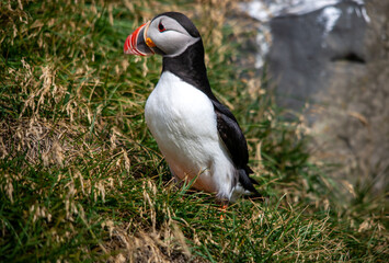 The Atlantic puffin, also known as the common puffin