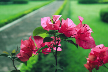 blossom pink flower in the morning