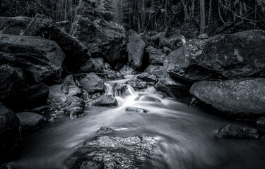 stream in the forest