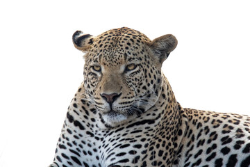 A leopard never changes its spots