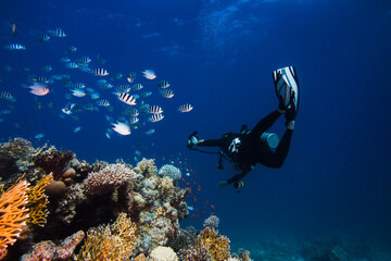 Diver swimming next to the reef with his torch shining looking at the Scissortail sergent (Abudefduf sexfasciatus) fish