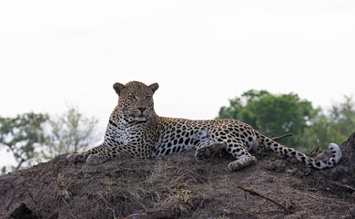 A leopard never changes its spots