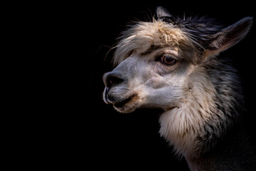 Obraz premium Fine art portrait of a white Alpaca