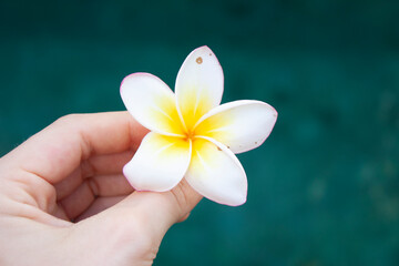 Plumeria, Blume, exotisch, Bali, weiß, natur