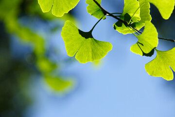 Close-up: Green leaves of Ginkgo biloba against the blue sky
