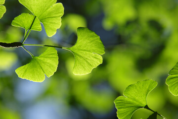 Fototapeta na wymiar Ginkgo biloba tree. Green leaves of the in bright illumination with a blurred background