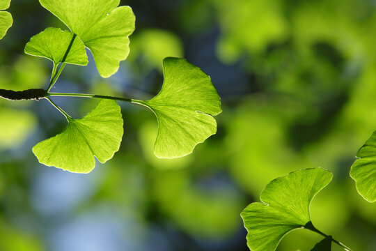 Ginkgo biloba tree. Green leaves of the  in bright illumination with a blurred background