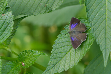 Blauer Eichen-Zipfelfalter (Favonius quercus)