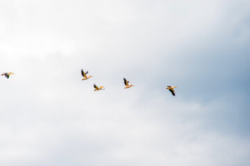 birds in flight