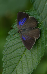 Blauer Eichen-Zipfelfalter (Favonius quercus)