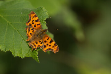 C-Falter (Polygonia c-album)