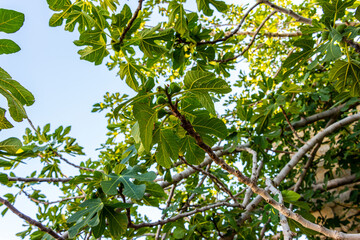 Ripening Fig Tree