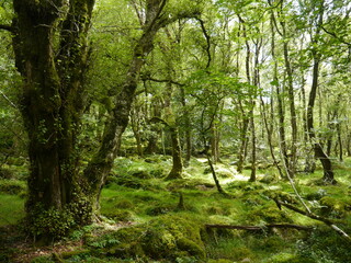 Fototapeta na wymiar Green moss and trees in the forest of Southern England