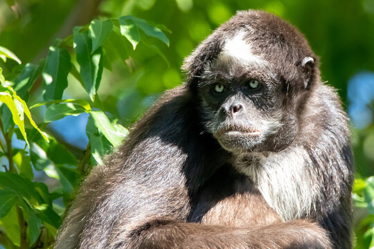 a brown spider monkey sitting in a tree