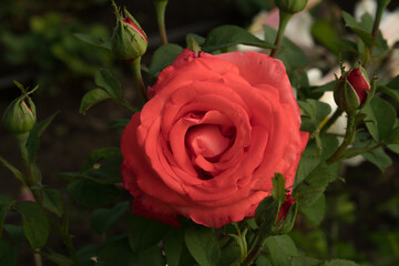 Blooming shrub rose bud