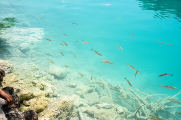 Fototapeta na wymiar Fishes in cristal clear water