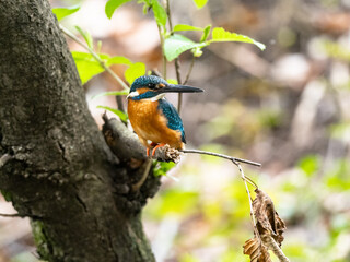 common kingfisher on a tree in spring 3
