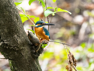 common kingfisher on a tree in spring 4